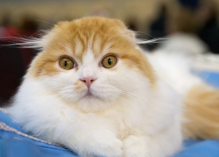 People Are Going Nuts Over This “Ugly Cat” After Her Owner Shared Hilariously Warped Pics