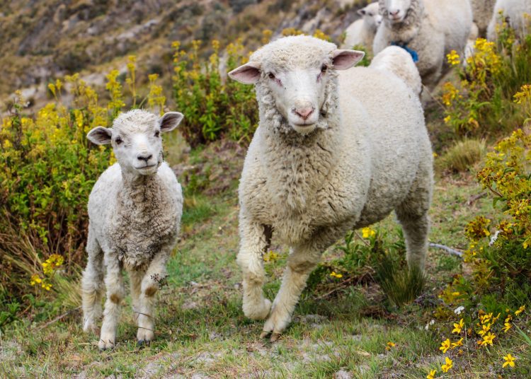 Sheep Fight: Best entertainment for one’s leisure time