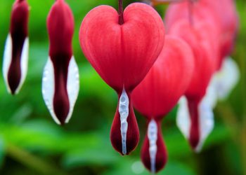 Top Black Flowers to Catch Your Attention