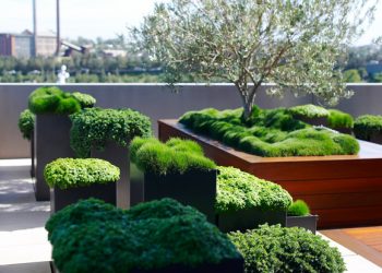 Planter Box: The Secret of Every Plant Owner