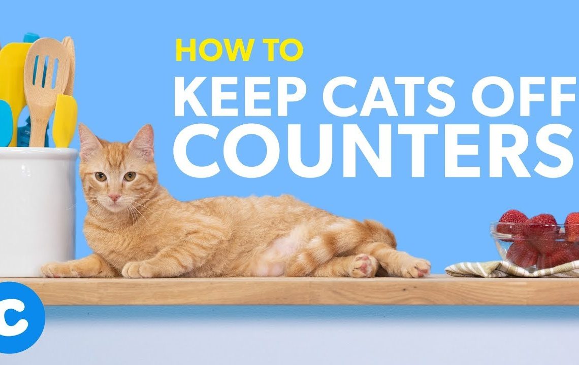 Methods of keeping cats from counters – smart methods