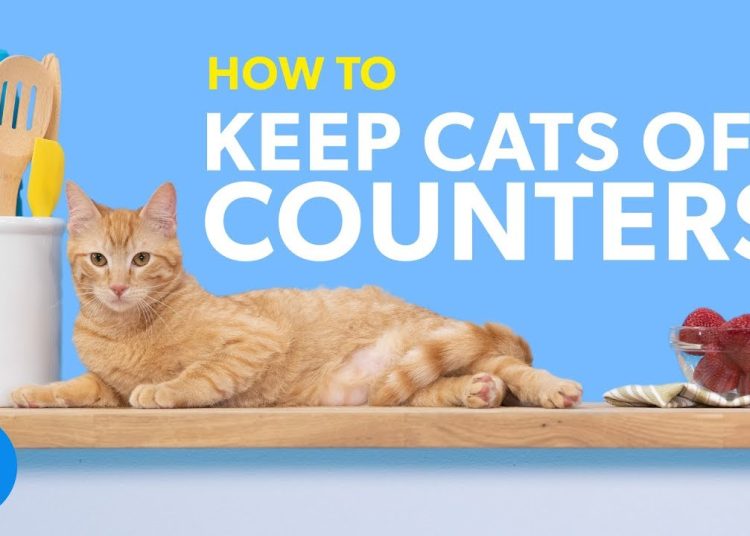 Methods of keeping cats from counters – smart methods