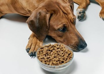 WHY DRY DOG FOOD IS MORE BENEFICIAL THAN YOU THINK