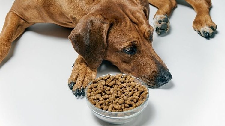WHY DRY DOG FOOD IS MORE BENEFICIAL THAN YOU THINK