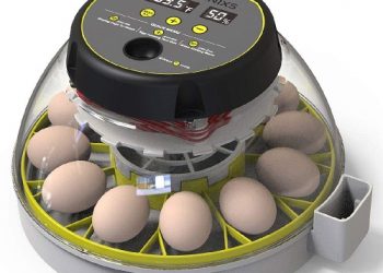 The 4 Affordable All Scales Egg Incubators