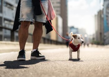 7 Tips to Get Your Anxious Dog to Agree For a Walk