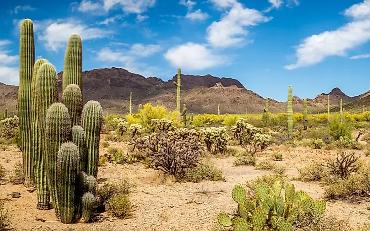 The Adaptation Plants To The Weather Conditions