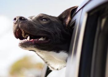 Debunking Myths About Heartworms In Dogs