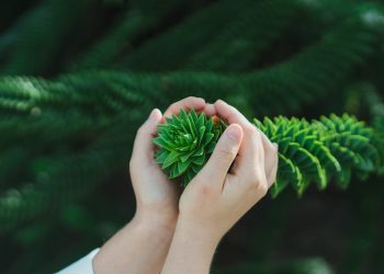 What is the Best Way to Honor a Loved One with an Evergreen Tree?