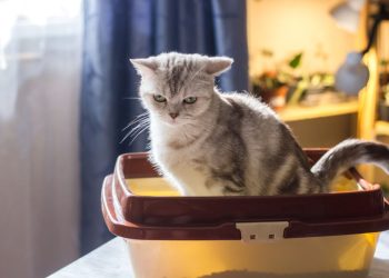 Home Remedies for Constipation in Cats