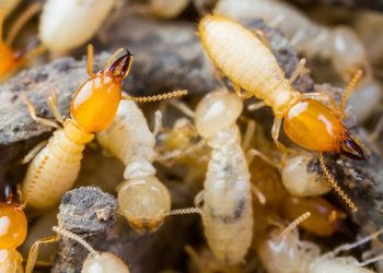 Common Signs of Termite Infestation in Allen, TX Homes