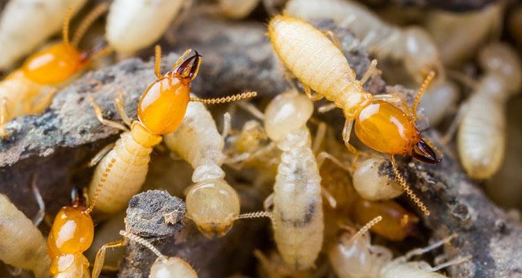 Common Signs of Termite Infestation in Allen, TX Homes