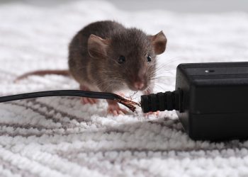 Top 9 Mistakes in Rodent Control: How to Avoid Them